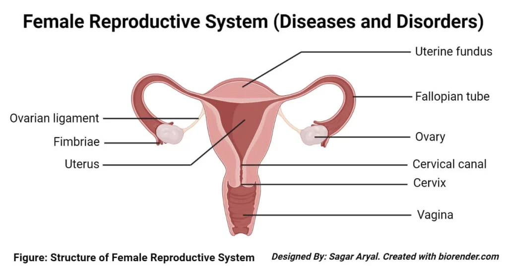 Reproductive system